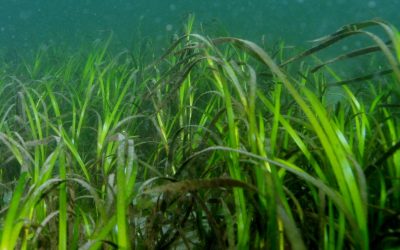 Carbon Stocks, Sources, and Accumulation Rates in Eelgrass Meadows