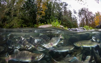 The Importance of Estuarine Environments for Pacific Salmon