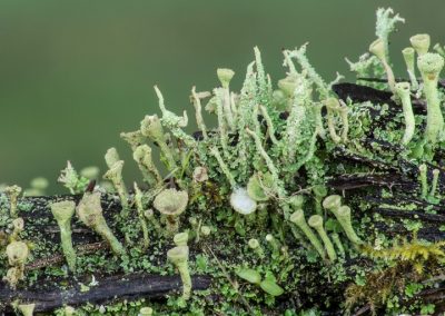 Supratidal - Lichen
