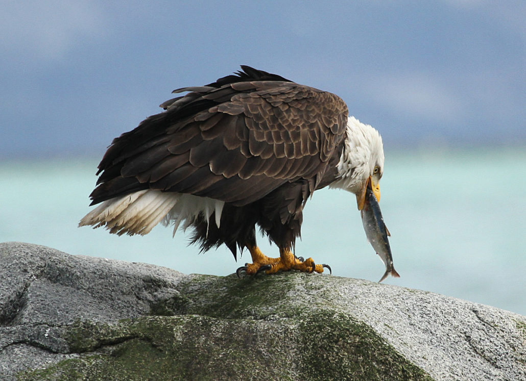 Eagle-eatting-fish-1030x747