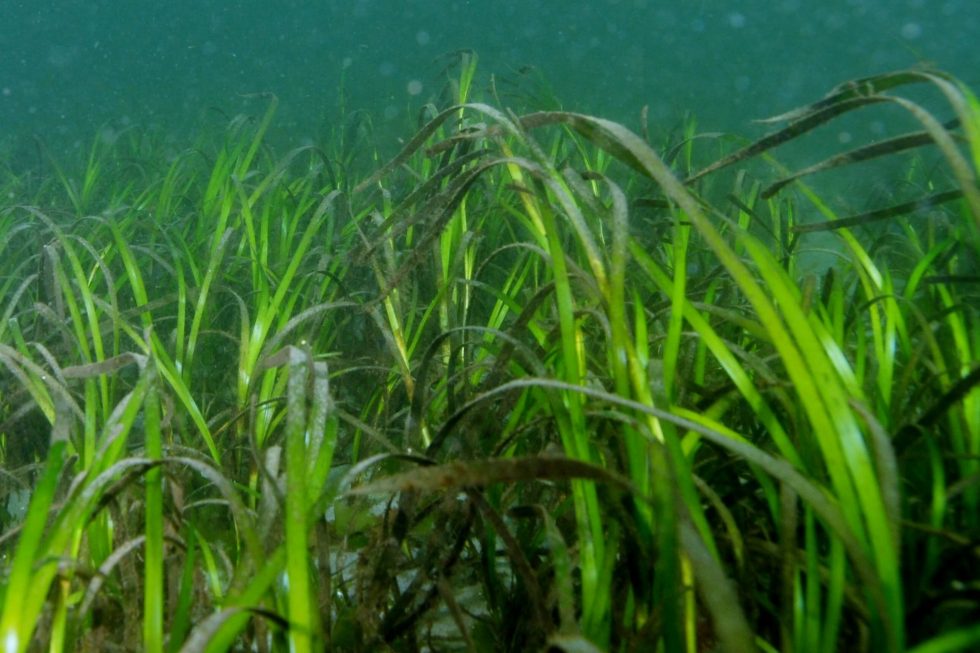 2022 Eelgrass Restoration Update - Project Watershed