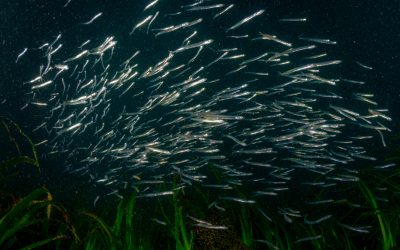 Wanted: Herring Observations