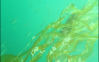 Salish Sea Kelp Restoration Enhancing Habitat Connectivity