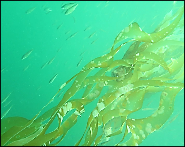R.Zielinski-Juvenile-fish-in-Kelp
