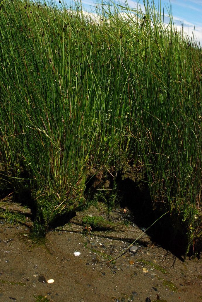 Marsh Platform – a mass of soils held in place by plant roots. This is what the geese are destroying.