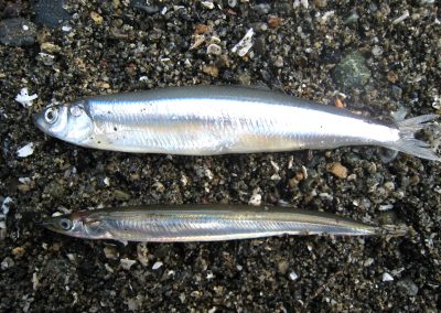 op: Surf smelt, Bottom: Pacific sand lance (used with permission K. Perry)