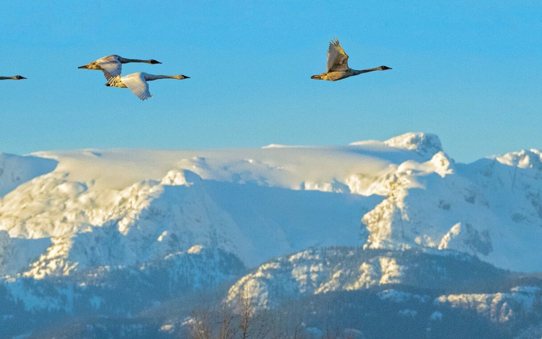 Climate Change and Blue Carbon in the Comox Valley