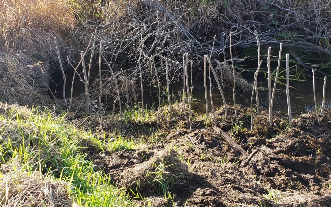 Gaining Ground from Reed Canary Grass along Mallard Creek