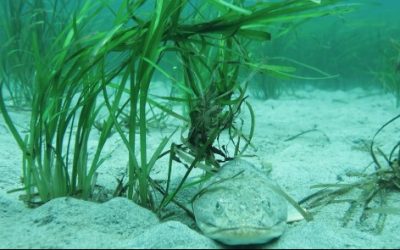 Project Watershed Plans for Spring Eelgrass Transplants
