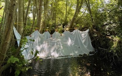 Technician Tuesday Report – Continued Invasives Management and Fish Netting – July 26