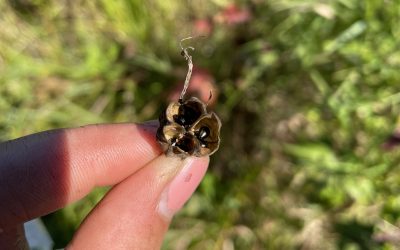 Technician Tuesday Report – Harvesting Camas Seeds – August 23