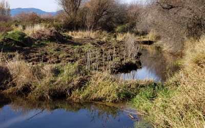 Mallard Creek Restoration Update