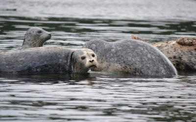 Seal Monitoring 2024
