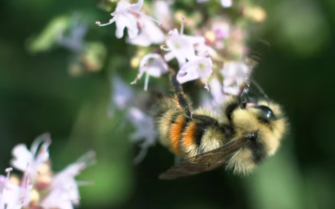 How Do Bees Fly?