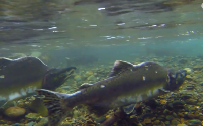How Do Salmon Find Their Way?