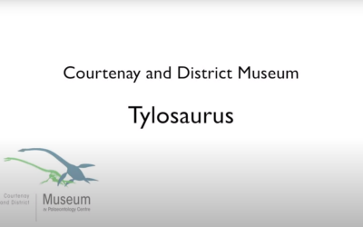 The Tylosaurus Discovery in the Comox Valley