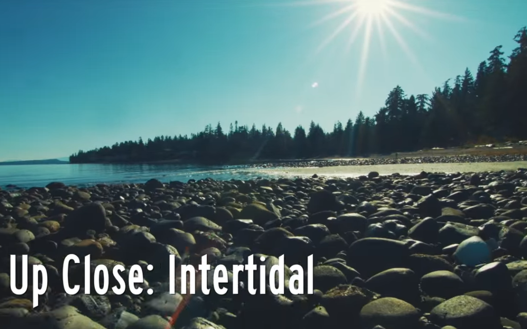 Up Close: Intertidal