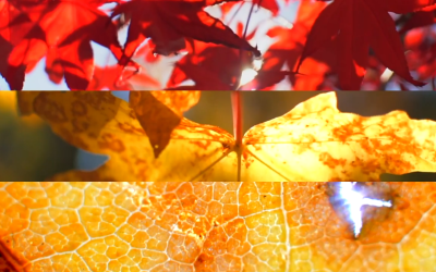 Why Do Leaves Change Their Colour?