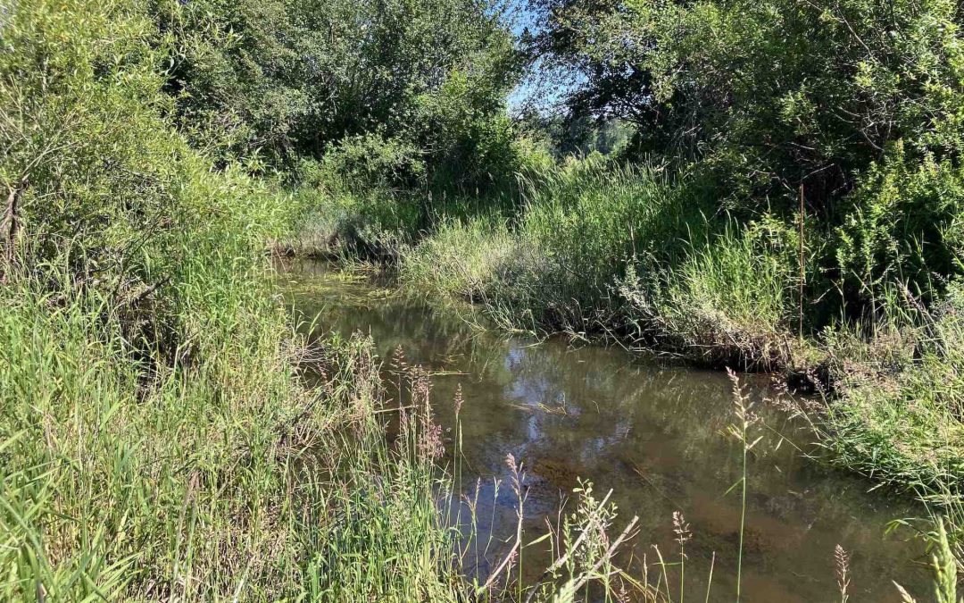 Stream Monitoring Helps Protect Your Local Watershed!